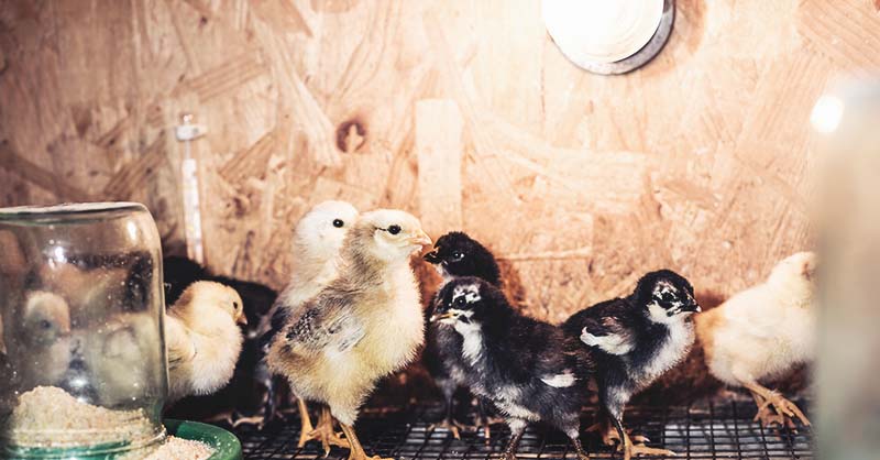 when to move chicks to brooder